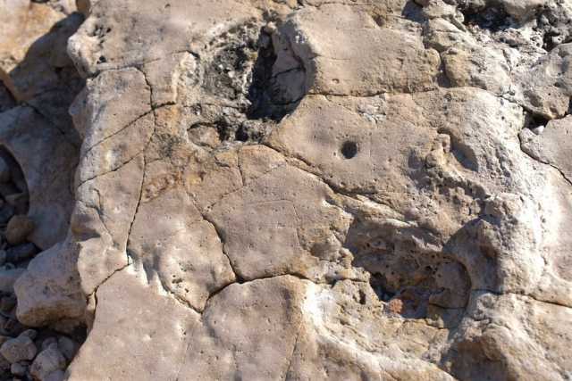Bari, orme di dinosauro rinvenute sulla costa di Santo Spirito: �In una si distinguono le dita�